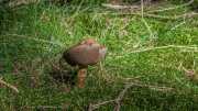 Pilze