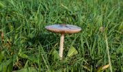 Pilze