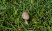Pilze
