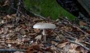 Pilze