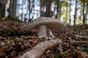 Pilze