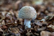 Pilze