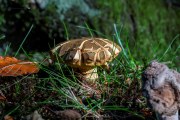 Pilze