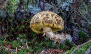 Pilze