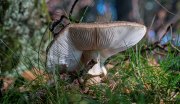 Pilze
