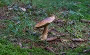 Pilze