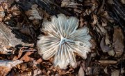 Pilze