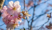 Frühlingsblüten