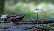 Pilze