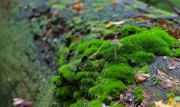 Pilze