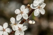 Frühlingsblüten