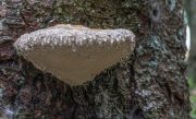 Pilze