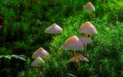 Pilze
