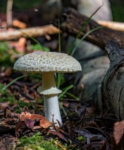 Pilze