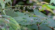 DSC1895-a