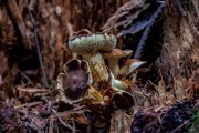 Pilze
