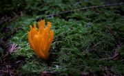Pilze