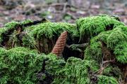 Pilze