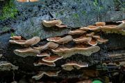 Pilze
