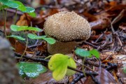 Pilze