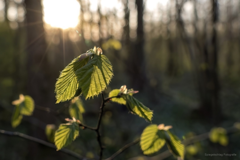1070100_Wald_Baeume