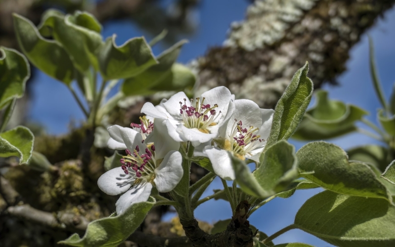 Frühlingsblüten