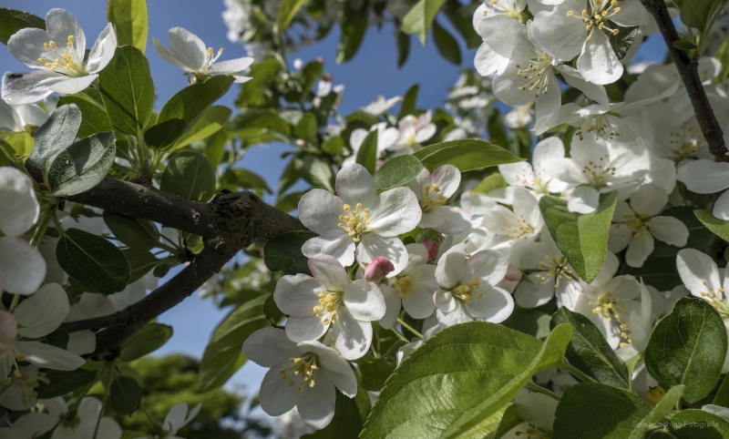 Frühlingsblüten
