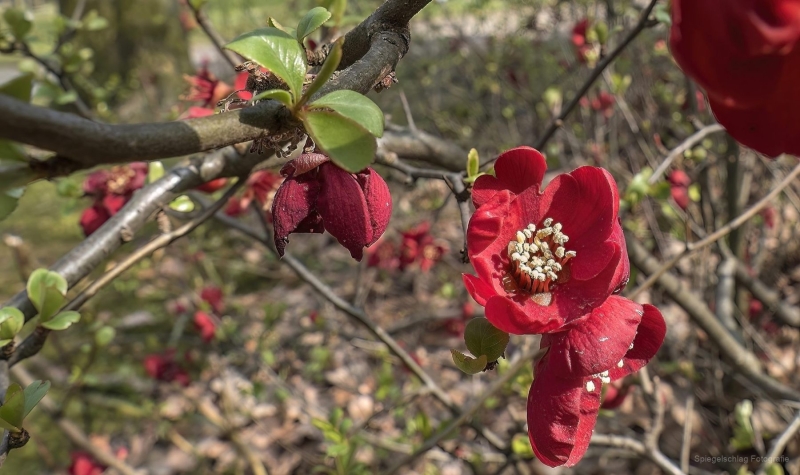 Frühlingsblüten