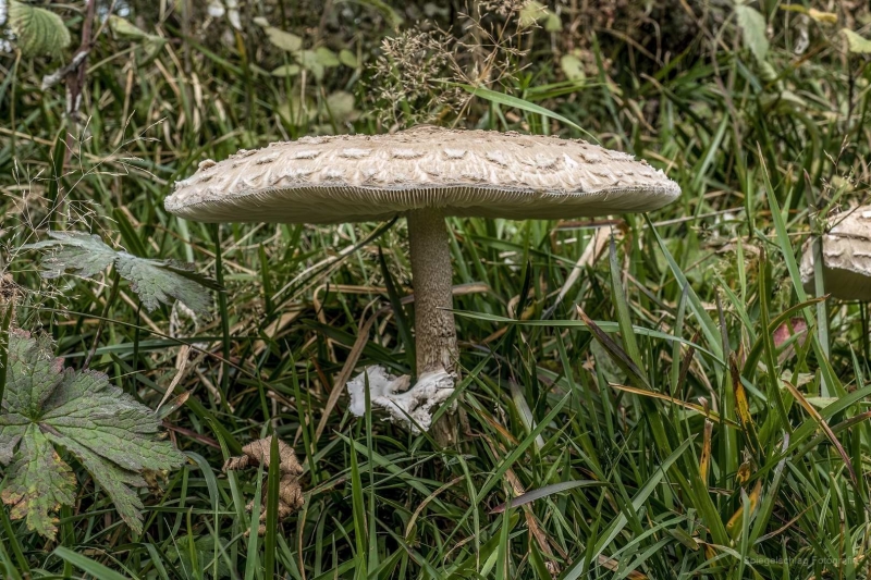 Nahaufnahme - Macro