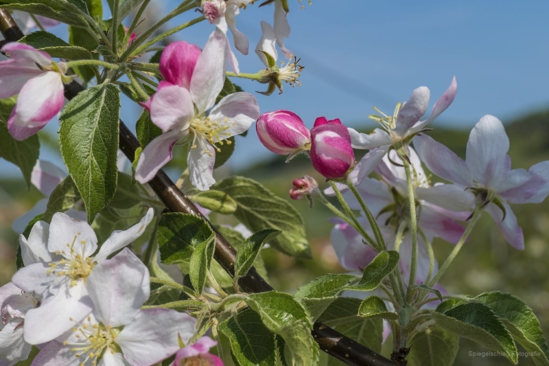 Frühlingsblüten