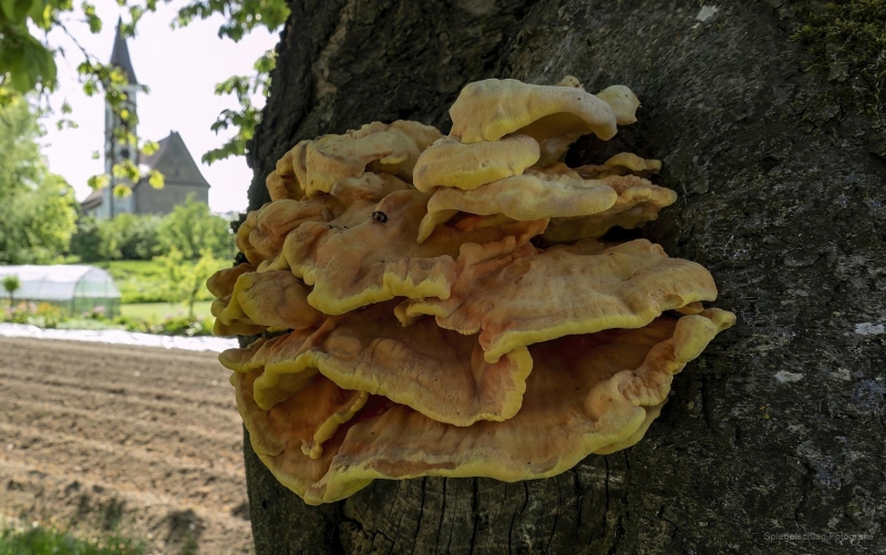 1350854_Pilz_Pilze
