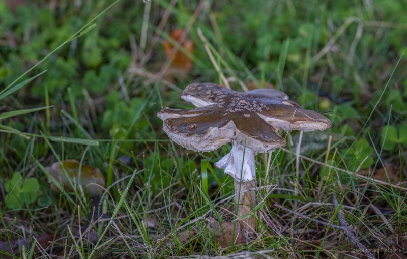 Pilze