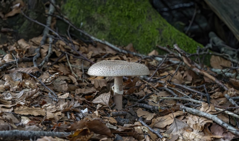 Pilze