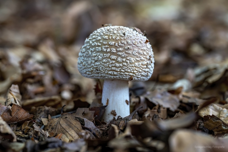 Pilze