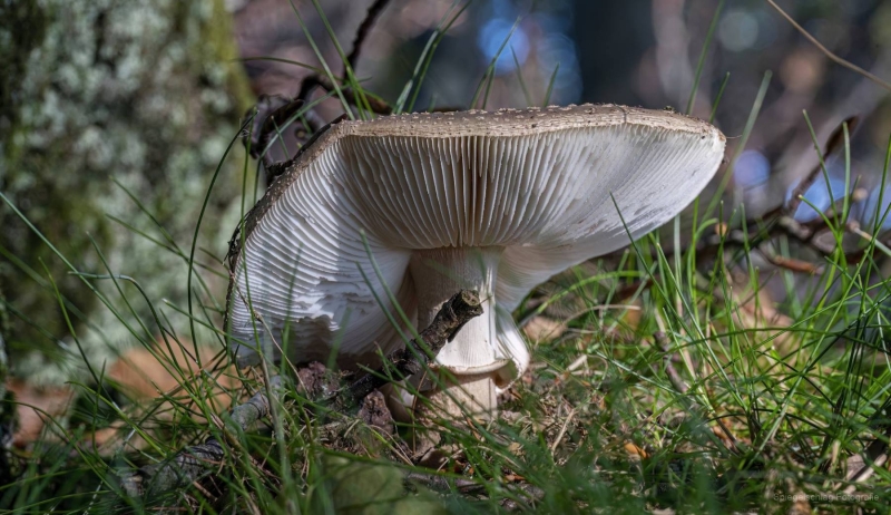 Pilze