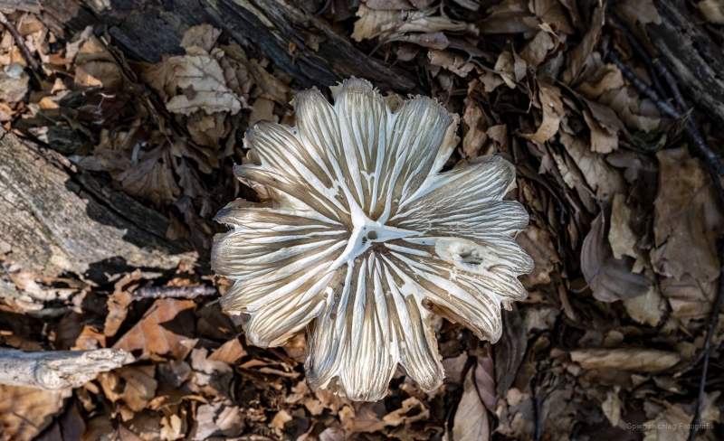 Pilze