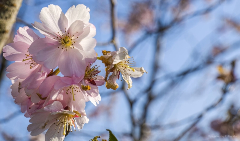 Frühlingsblüten