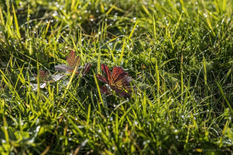 Morgentau