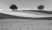 Feld