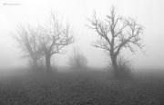 Nebellandschaft