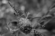 Taubenschwänzchen