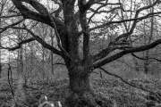 Natur