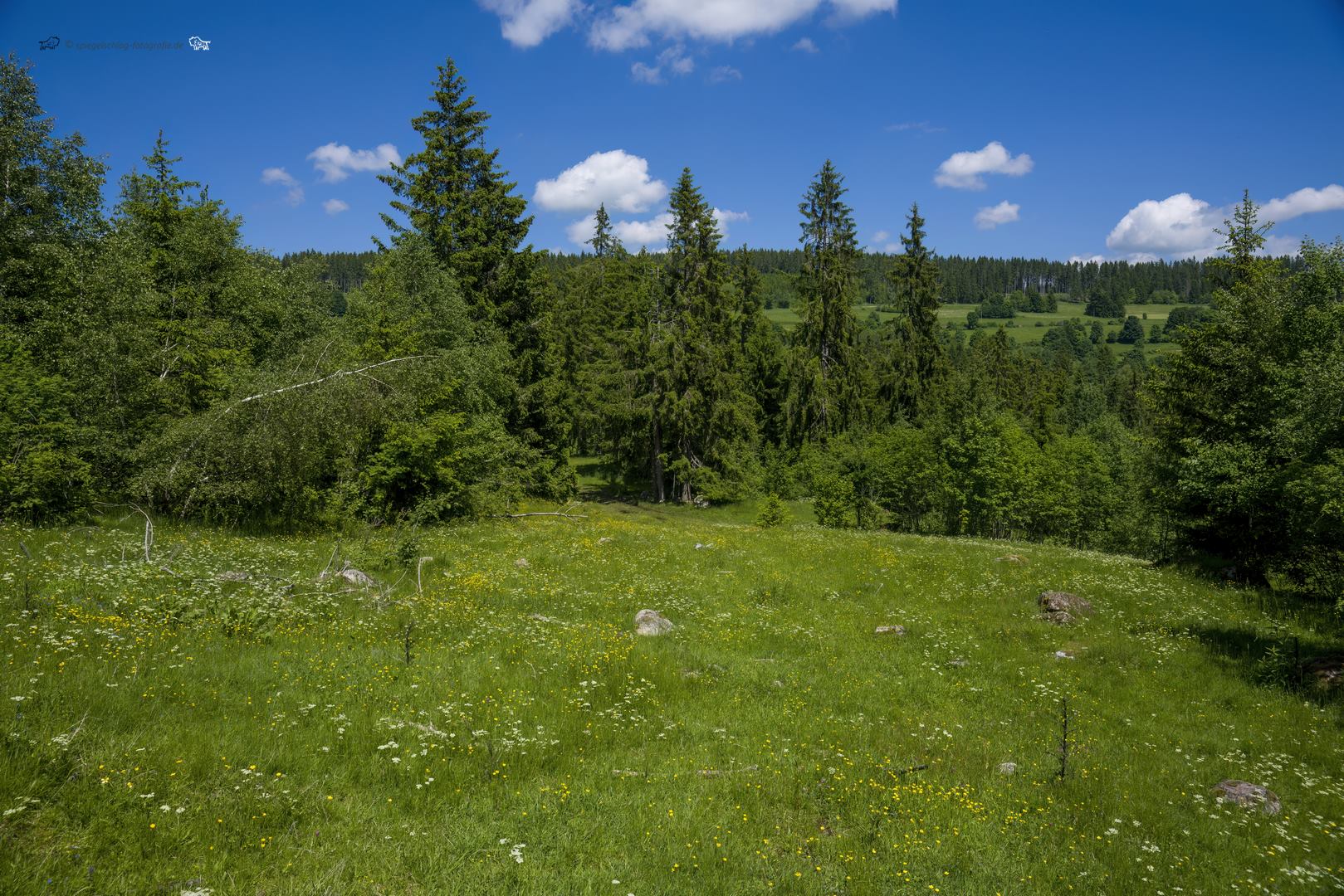 Schwarzwald - Black Forest  Hochschwarzwälder Hirtenpfad