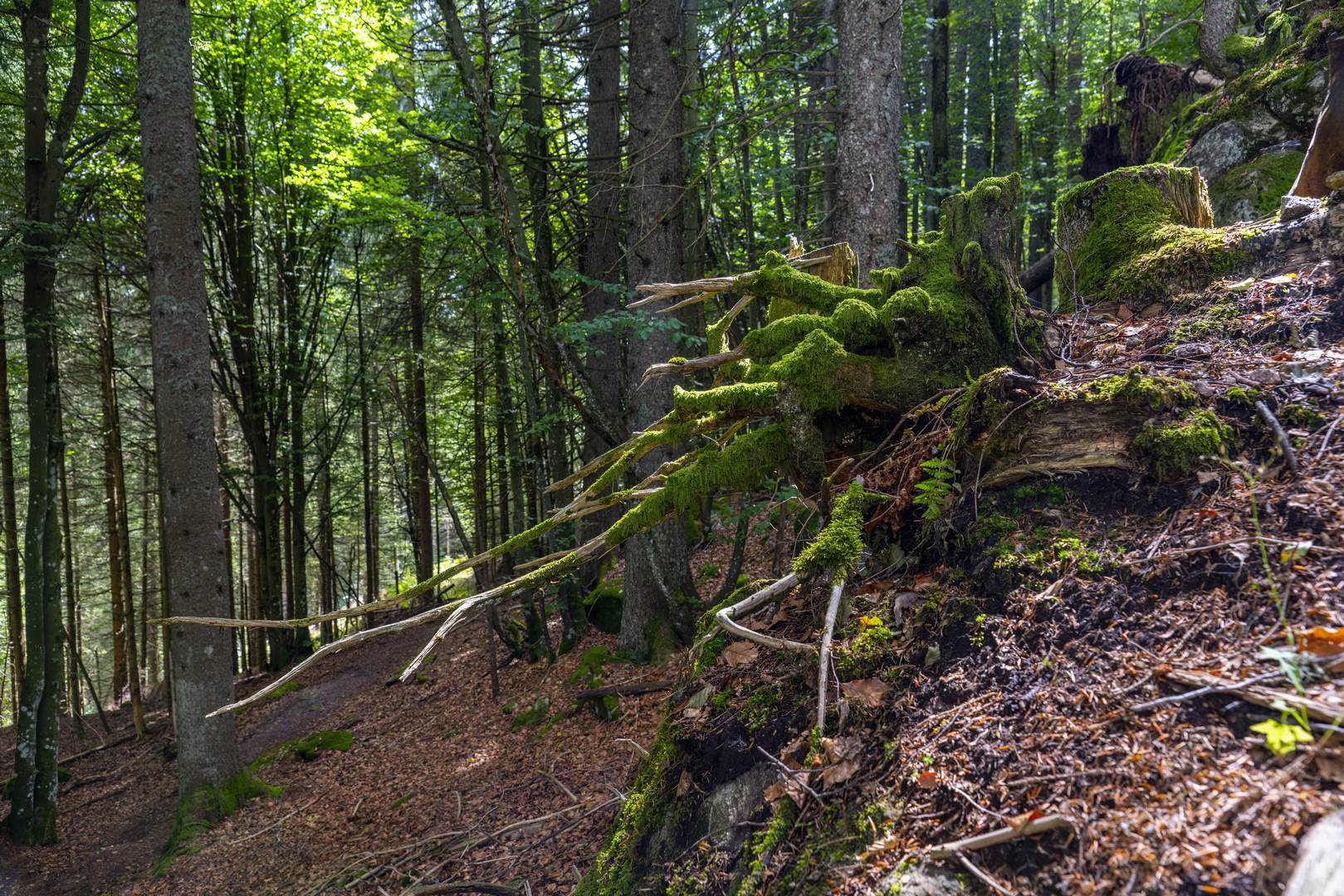 Schwarzwald - Black Forest  Muggenbrunn